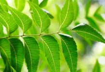 Cara Membuat Ramuan Tradisional dari Don Intaran