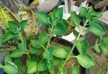 Daun Jinten Jadi Pelengkap Bumbu Masakan dengan Aroma Khas