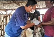 Pastikan Layak Konsumsi, Ratusan Hewan Kurban Diperiksa Petugas