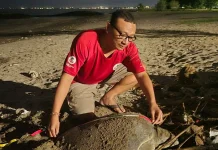 Pelestarian Penyu di Bali Hadapi Ancaman Abrasi Pantai