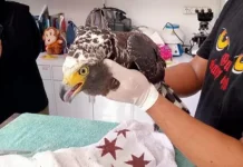 BKSDA Bali Evakuasi Elang Ular Bido di Pemuteran dan Lepasliarkan 21 Burung Sitaan