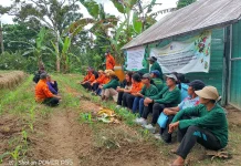 Petani Rosela Hadapi Tantangan Berlapis dari Inovasi hingga Strategi Pasar
