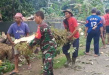 Babinsa Tiying Gading Evakuasi Pohon Pule Rawan Roboh untuk Keselamatan Warga