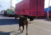 Sapi Kurban 500Kg Berontak, Putus Tali Lalu Kabur