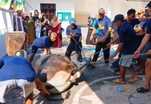 Kakek Untung, Sang Penakluk Sapi Jumbo Presiden
