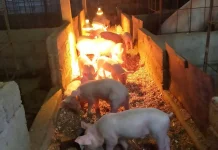 Cegah ASF, Peternak Babi Jembrana Diingatkan Perketat Biosecurity