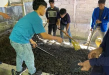 Menangguk Cuan Tambahan dari Fermentasi Kotoran Sapi Bali