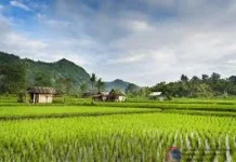 Pelestarian Subak, Proteksi Bantuan dan Lindungi Petani