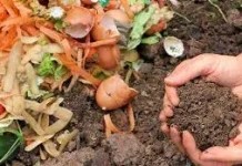 Sulap Sampah Dapur dan Kebun: Dari pada Dibuang Mending Dijadikan "Mulsa"