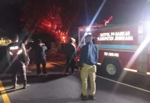 Api Dupa Diduga Picu Kebakaran Pohon Beringin Besar di Jembrana
