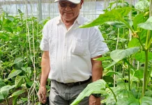 Paprika dengan Hidroponik Menguntungkan