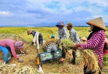 Hari Keamanan Pangan Sedunia: Pasokan Pangan Domestik Perlu Dijaga