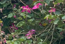 Daun Kupu-Kupu, Pohon Cantik dengan Daun Unik yang Menyejukkan Pandangan