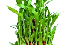 Dracaena Sanderiana, Bambu Rejeki yang Membawa Harmoni dan Keberuntungan