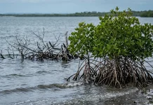 Laut Pasang Tenggelamkan Mangrove, Karbon Global Terancam Lepas
