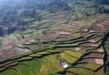 Alih Fungsi Lahan Pertanian di Bali Ancam Ketersediaan Pangan