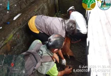 Kijang Terluka Masuk Permukiman Warga di Karangasem