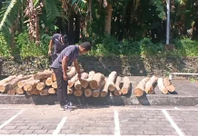 Polisi Bongkar Pembalakan Liar di Jembrana, Puluhan Gelondong Jati Diamankan