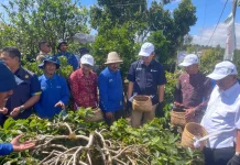 Kementan Imbau Petani Kopi Arabika Tidak Budidayakan Varietas di Luar Ketentuan