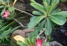 Kamboja Jepang, Si Bonsai Cantik yang Bukan Berasal dari Negeri Sakura