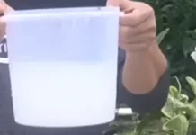Air Cucian Beras Pupuk Organik Murah Menyuburkan Tanaman