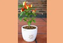 Tips Menanam Cabe di Pot agar Subur dan Berbuah Lebat