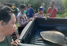 Hendak Mandi di Irigasi, Warga Gianyar Kaget Temukan Seekor Penyu Lekang