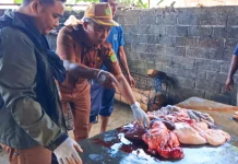 Petugas Kesehatan Hewan Pastikan Daging Babi Jembrana Bebas Virus