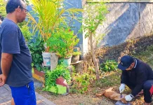 Teror Anjing Rabies di Jembrana: Dua Balita Terluka