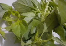 Daun Kemangi, Bukan Sekadar Lalapan, Ini Super-Herb Penangkis Stres dan Infeksi