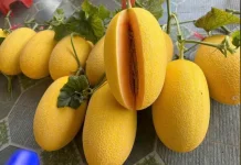 Jaga Penglihatan Tetap Tajam, Ini Kandungan Buah Melon yang Ampuh Lindungi Mata