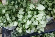 Pesona Mini yang Menggemaskan, Mengenal Syngonium Liliput, Si Kerdil nan Eksotis