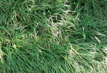 Rumput Kucai, Si Mungil Serbaguna, Penghias Taman Sekaligus Penangkal Polusi