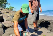 Lagi! Bangkai Penyu Lekang Ditemukan Membusuk di Pesisir Jembrana