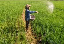 Pelemahan Rupiah terhadap Dolar AS Tekan Kesejahteraan Petani Indonesia