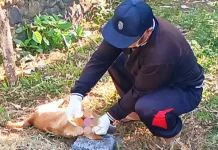 Hasil Lab Keluar, Anjing Gigit Tiga Warga Jembrana Dinyatakan Positif Rabies