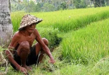 Anak Muda Enggan Bertani, Regenerasi Berjalan Lambat