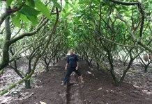 Agronomis Dorong Stabilitas Harga Kakao Bali
