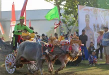 Ratusan Kerbau Beradu Cepat di Sirkuit All in One Jembrana
