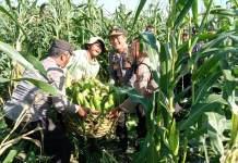 Polsek Blahbatuh Dukung Ketahanan Pangan Nasional