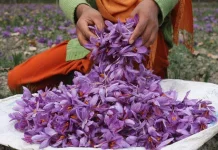 Modifikasi Ruang: Teknik Budidaya Saffron yang Kini jadi Rempah Termahal di Dunia
