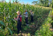 Polsek Banjarangkan Panen Jagung Dukung Program Ketahanan Pangan Polri