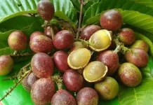 Buah Matoa Kaya Antioksidan Alami