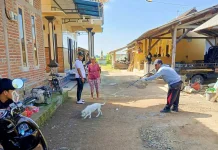 Kasus Gigitan Anjing Rabies di Kecamatan Negara Bertambah, Vaksinasi Digencarkan