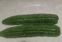 Manfaat Buah Pare bagi Kesehatan