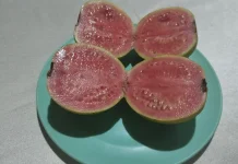Jambu Merah Biji,Buah Biasa yang Nutrisinya Luar Biasa