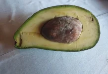 Fakta Gizi Alpukat,Superfood yang Kaya Lemak Baik