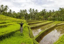 Perda Baru Bali Batasi Alih Fungsi Lahan Demi Proteksi Ekosistem Subak