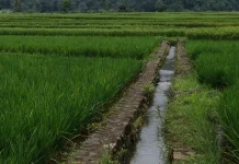 Bali Dapat Prioritas Pusat untuk Perbaikan Jaringan Irigasi Tersier Subak