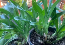 Mengenal Grammatophyllum, Pesona Anggrek Raksasa Eksotis Asli Indonesia